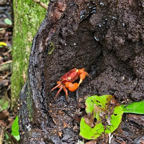 Red land crab at the foot of a tree