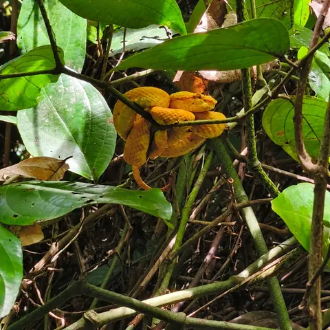 Yellow eyelash viper coiled among the leaves